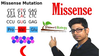 Missense mutation [upl. by Gaye]