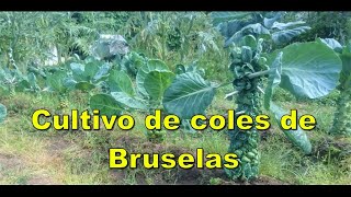 Cultivo orgánico de Coles de Bruselas [upl. by Broderick]