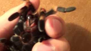 Mexican red knee tarantula handling [upl. by Catha]