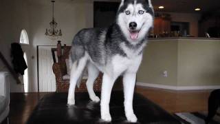 Mishka the Talking Huskys 400th Video [upl. by De]