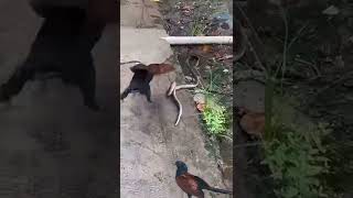 Coucal bird vs Snake [upl. by Anertal263]