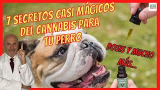 7 USOS DEL ACEITE DE CBD PARA PERROS CON DOLOR 💚 EPILEPSIA 💚 ARTROSIS 💚 CÁNCER o ANSIEDAD [upl. by Sternberg413]