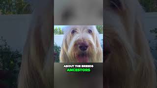 Meet the Spinone Italiano  Ancient Italian Dog Breed [upl. by Aylmar]