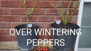 OVER WINTERING PEPPERS IN FALL [upl. by Marchese]