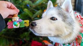 Watch As My Dogs Help Decorate The Christmas Tree 🎄 In 2023 [upl. by Hungarian]