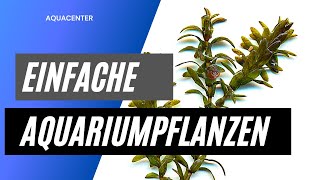 Einfache Pflanzen für dein Aquarium  Ohne co2 Ohne Düngung [upl. by Balthazar]