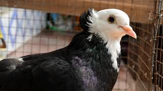 FANCY PIGEON BREED SATINETTE PIGEON [upl. by Renfred103]