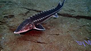 Acipenser gueldenstaedtii Danube sturgeon [upl. by Philomena602]