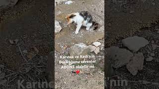 Karınca🤍Kedi dostluğu 🐜🤍🐈 [upl. by Nauqad]