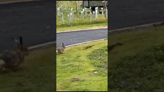 Hare chases Stoat wildanimals wildlife hares stoat [upl. by Kaete]