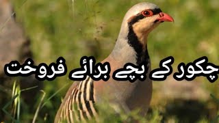 Chand Chakor Chick Available For Sale In Pakistan  Chand Chakor [upl. by Eemak]