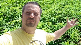 Tommy THC Answers YOUR Questions [upl. by Ameerak296]