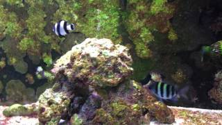 Damselfish Community Aquarium [upl. by Ethelinda]