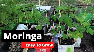 How to grow Moringa The easy way [upl. by Aleksandr]