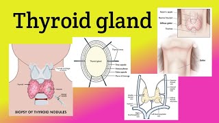 Thyroid gland  Location Relations Blood supply  Goiter Thyroidectomy [upl. by Suoivatnod873]