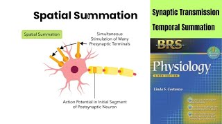 BRS Physiology  Synaptic Transmission  Temporal Vs Spatial Summation [upl. by Dnama]