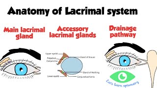 Lacrimal drainage system anatomy [upl. by Grochow]