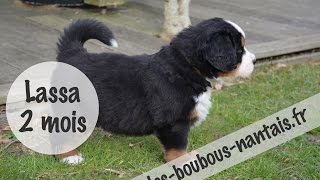 Bébé chiot bouvier bernois 2 mois [upl. by Arlynne]