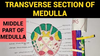 Transverse Section of Medulla  2  TS at Middle Part of Medulla at Sensory Decussation [upl. by Appleby908]