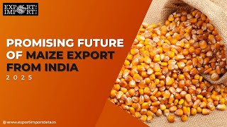 Promising Future of Maize Export from India 2025 [upl. by Ashford]