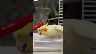 Cookie Song Cockatiel  Cockatiel Singing cockatiel shorts cockatielsingingtraining ginger [upl. by Ylrebmyk116]