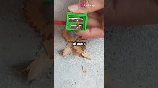 7 DIY Miniature School Supplies shorts craft diy youtubeshorts [upl. by Sert]