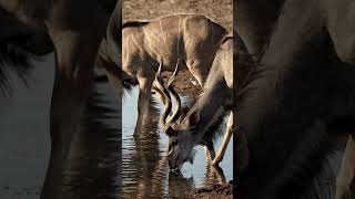 Kudu Pause A Waterhole Surprise 🌊 [upl. by Nadia226]