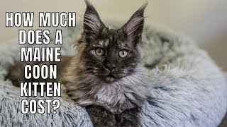 How Much Does a Maine Coon Kitten Cost [upl. by Buehler]