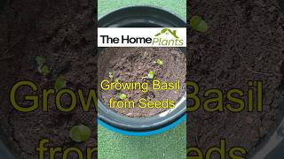 🌱 How to Grow Basil from Seed at Home  Easy DIY Guide🌿 thehomeplants indoorplanting houseplants [upl. by Eillit227]