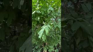 Wrightia tinctoria a medicinal tree of Odisha used [upl. by Burner]