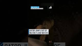 ‘He just bit our tire’ Gator jumps out of Milton flood waters [upl. by Ettenhoj606]