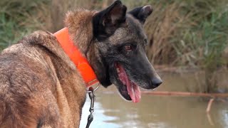 La unidad canina clave en catástrofes como la DANA de Valencia [upl. by Brosy650]