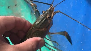 Paalala  Iwas SCAM sa Crayfish Farming🦞🦞🦞 [upl. by Diantha536]