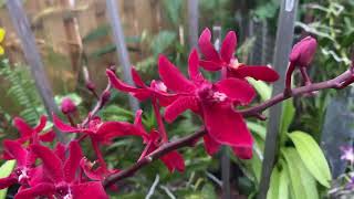 Renanstylis Bangkok Beauty nature orchids blooms [upl. by Nelyk31]