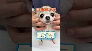 呼吸が苦しい11歳のチワワが動物病院にやってきた！ [upl. by Gillmore]