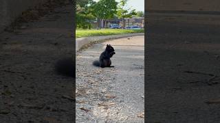 Finding a wild Squirrel 🐿️ shorts wildlife [upl. by Velma658]