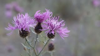 SPOTTED KNAPWEED Centaurea maculosa [upl. by Epoillac]