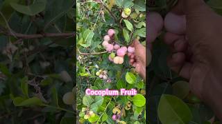 Coco Plum Fruit  httpswamec919290909559 [upl. by Eibber]