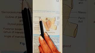 Position of Parotid Glandanatomy bdchaurasia medicalstudents [upl. by Emarej]