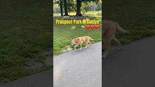 PROSPECT PARK BROOKLYN newyork usa brooklyn dog dogs walkthrough cat prospectpark walk [upl. by Lanor]