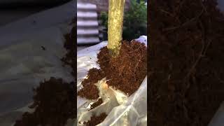 How to make multi grafting in hibiscus 🌺 nd air layering 🪴flowers hibiscus grafting viralvideo [upl. by Aneladdam]