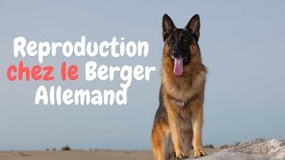 Reproduction du Berger Allemand  Choses à Savoir 2018 [upl. by Cristen814]