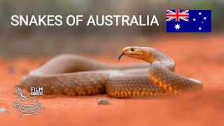 Snakes of Australia 5 species from deserts Mulga snake Western brown snake Desert death adder [upl. by Tad369]