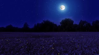 Night Ambience on a Barley Field Crickets Chirping and Wind Sounds  Summer Full Moon [upl. by Rafaello]