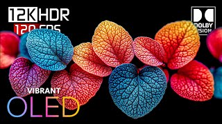 THE COLORS HDR 12K Video ULTRA HD Dolby Vision [upl. by Isador259]