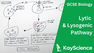 Lytic amp Lysogenic Pathway of Viruses  GCSE Biology  kaysciencecom [upl. by Grosz]