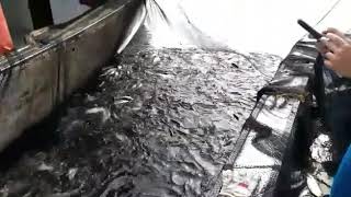 Menhaden seining in Maine aka pogie [upl. by Akeenat]