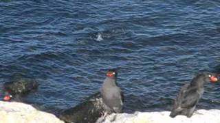 Crested Auklet [upl. by Nickey820]