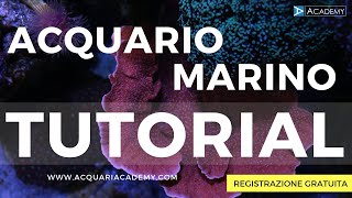 Acquario Marino Tutorial [upl. by Hoyt]