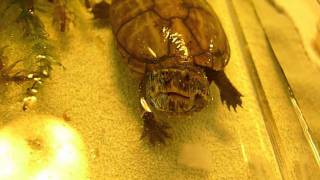 Saving Fern  a 3striped mud turtle  October 2010 [upl. by Needan]